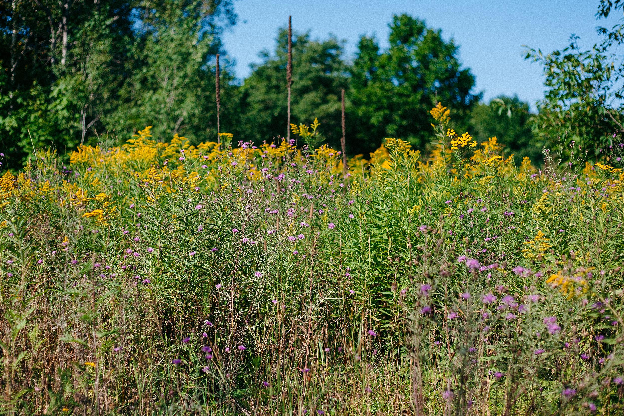 backpacking-michigan-upper-peninsula-pictured-rocks-camping-lake-superior_0076.jpg