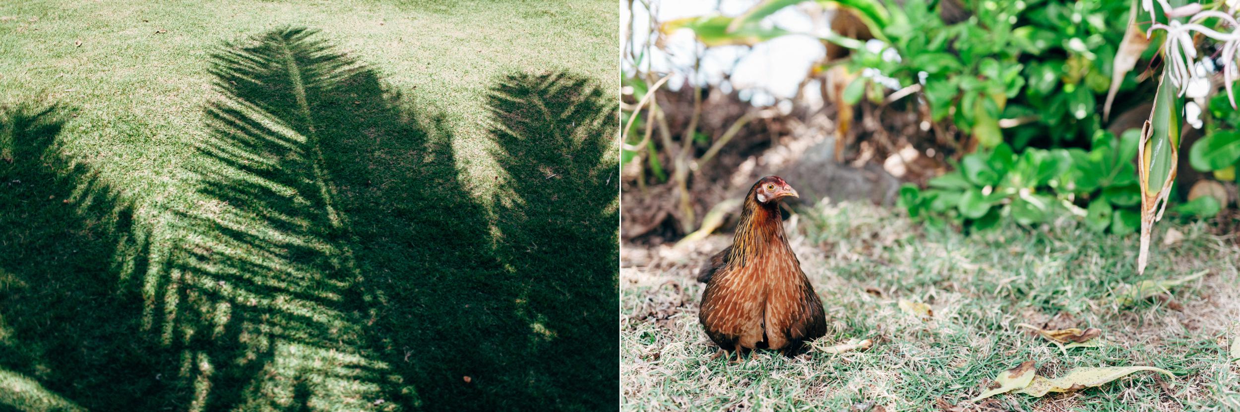 Kualoa Ranch Wedding