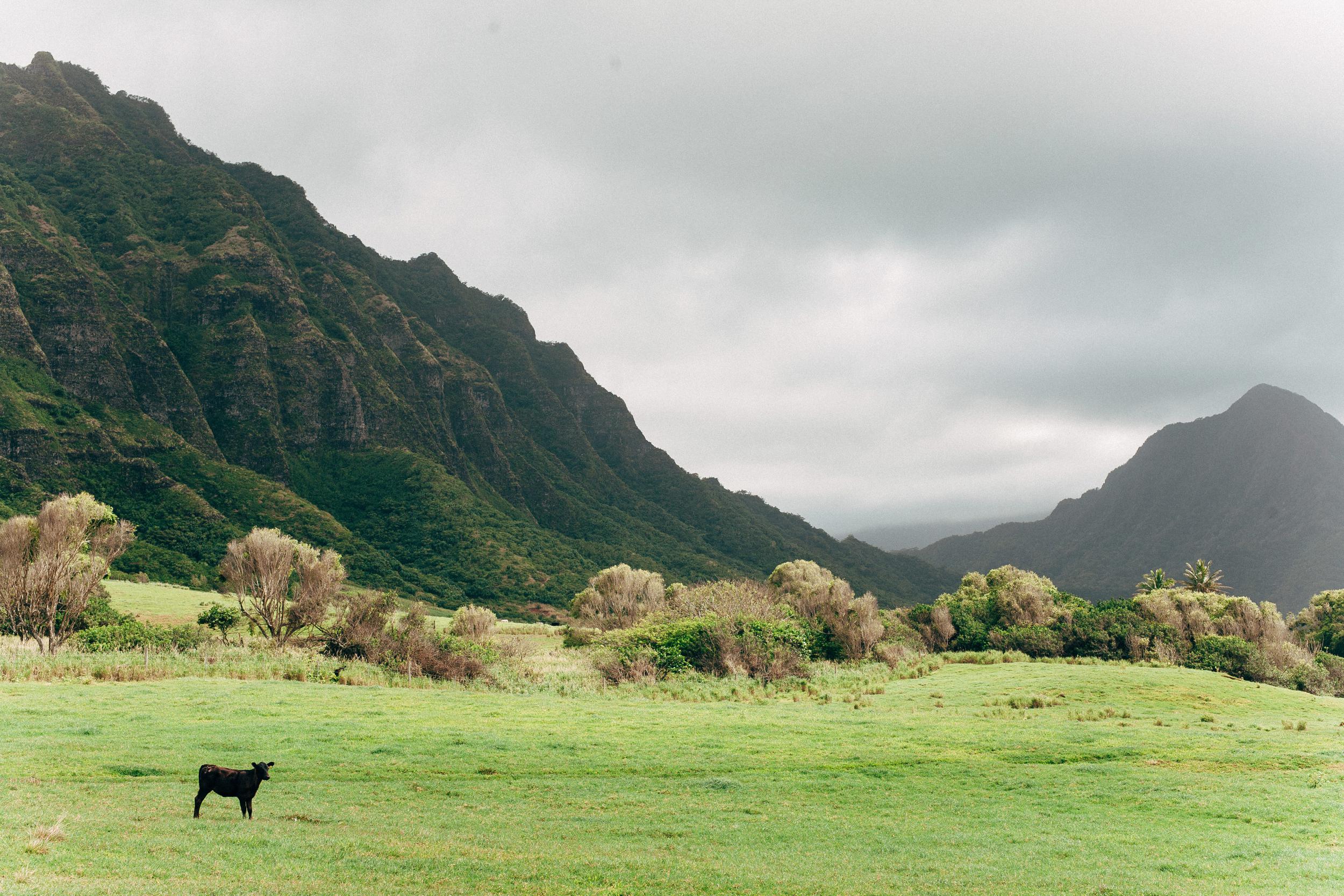 Kualoa Ranch Wedding