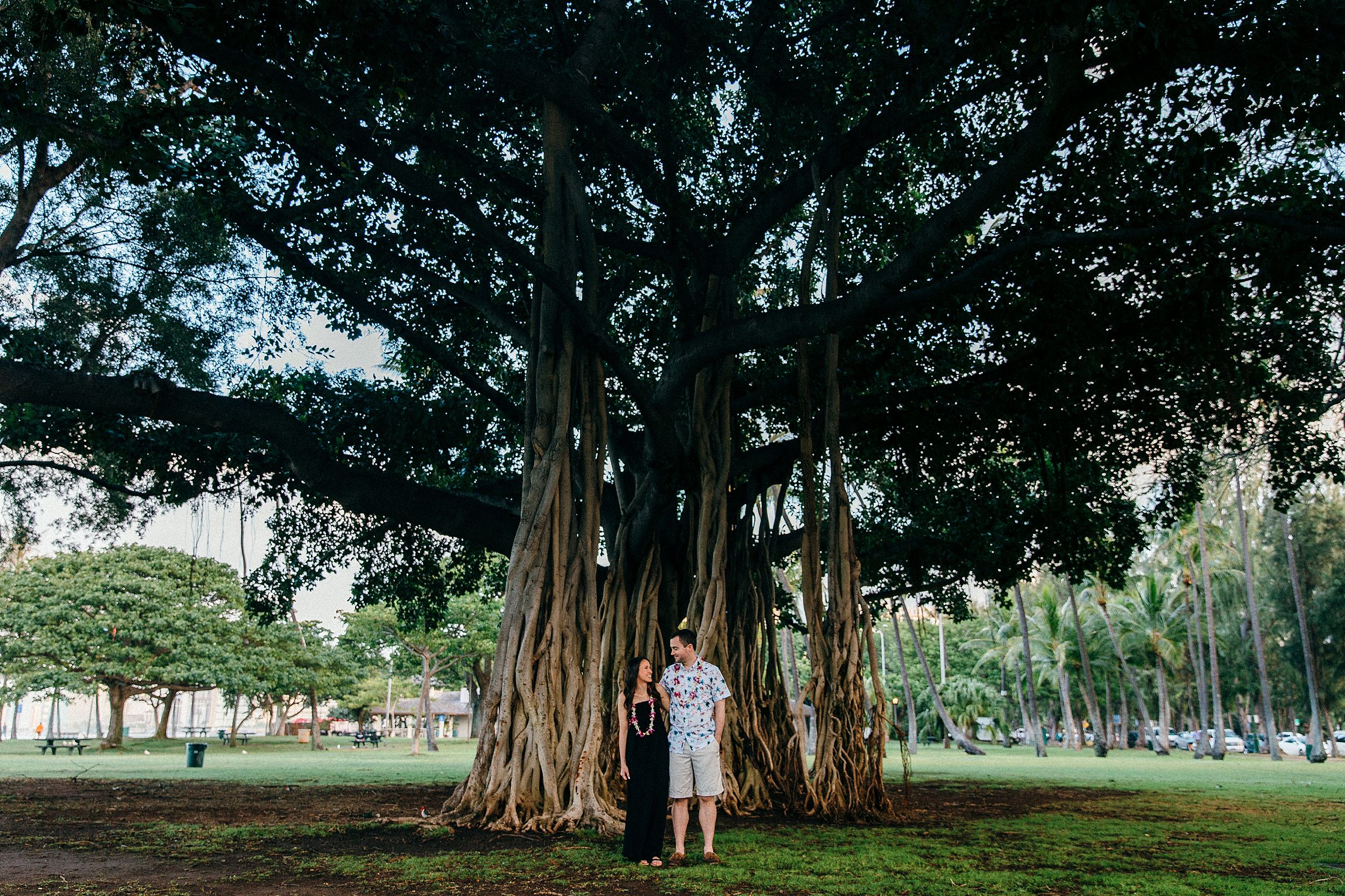 Hawaii Banyan Tree