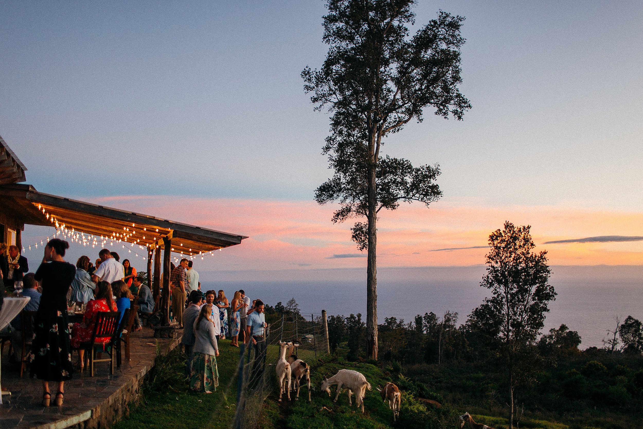  Emily & Jay - Big Island Wedding at Sunshower Coffee Farms 