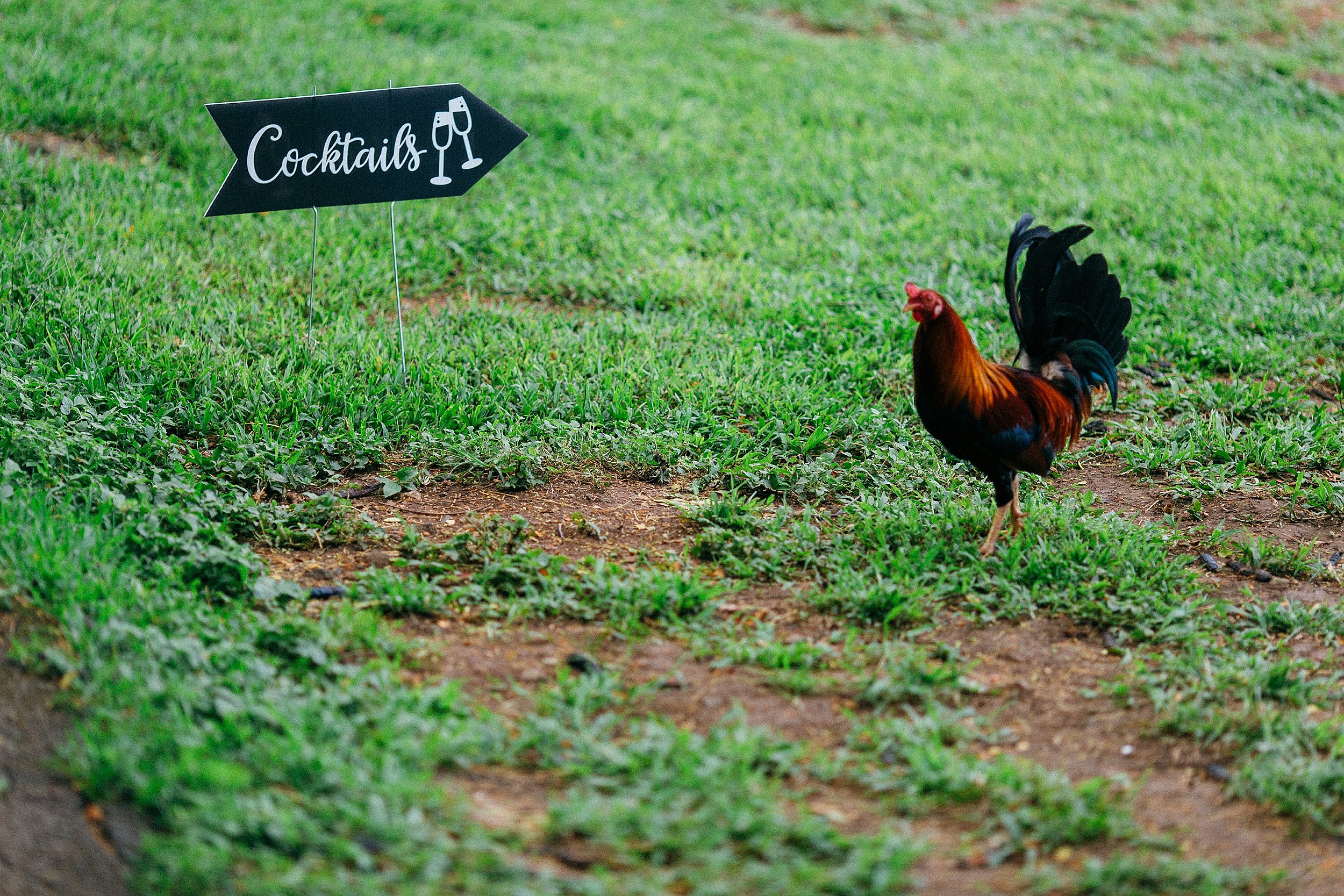  Small and Simple Vow Renewal Elopement at Kualoa Ranch's Secret Island 