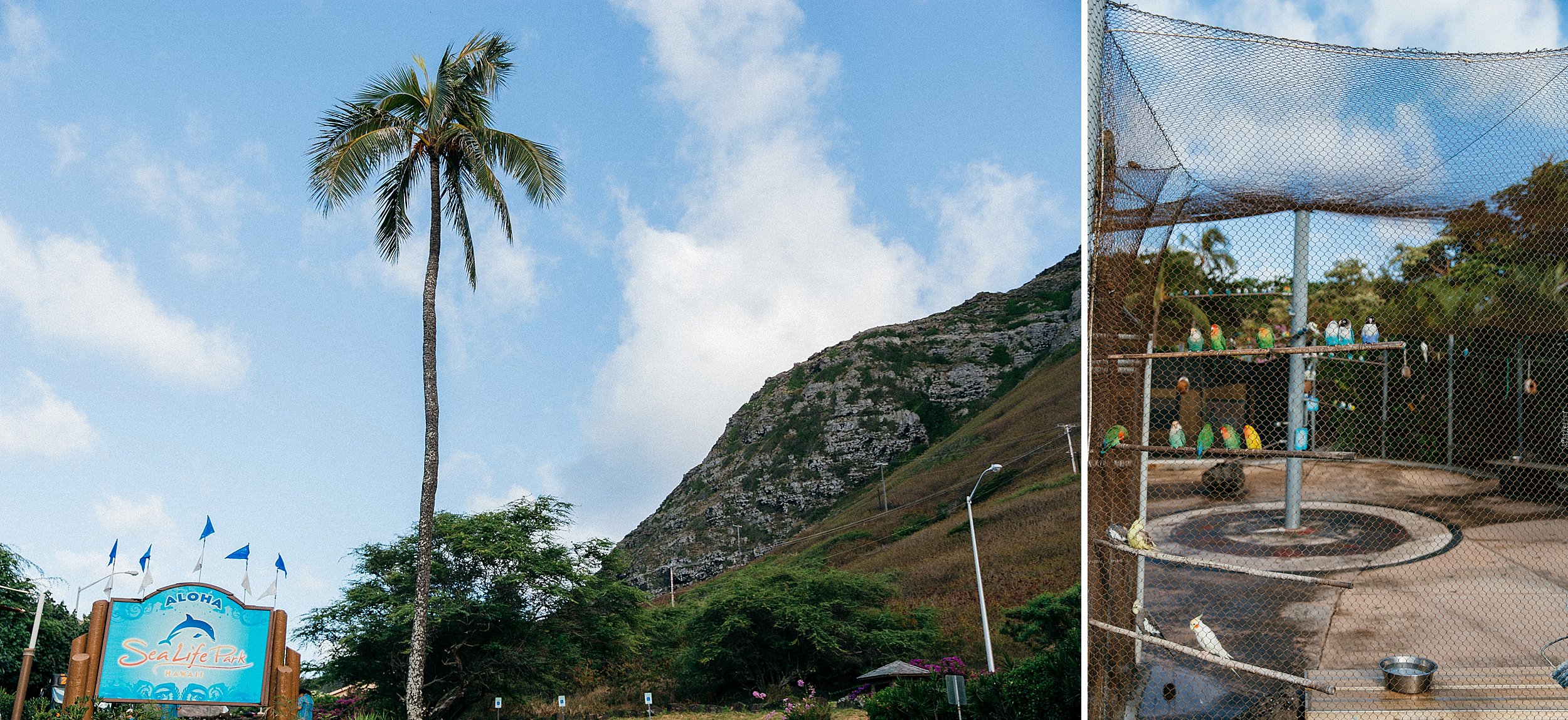  Hawaii Wedding at Sea Life Park and Makapuu Lookout 