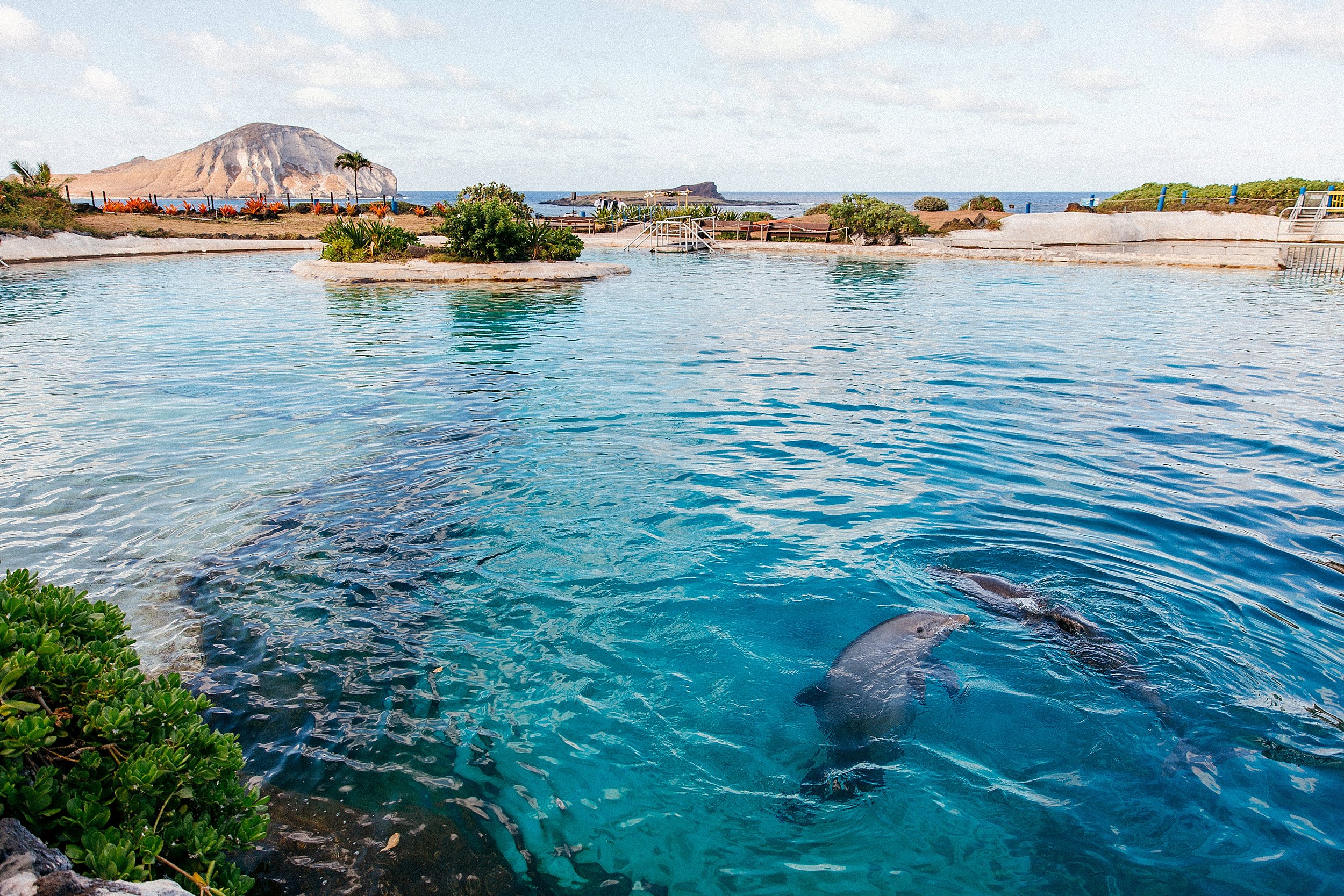  Hawaii Wedding at Sea Life Park and Makapuu Lookout 